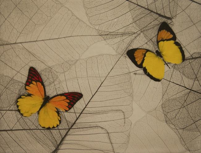 Två fjärilar