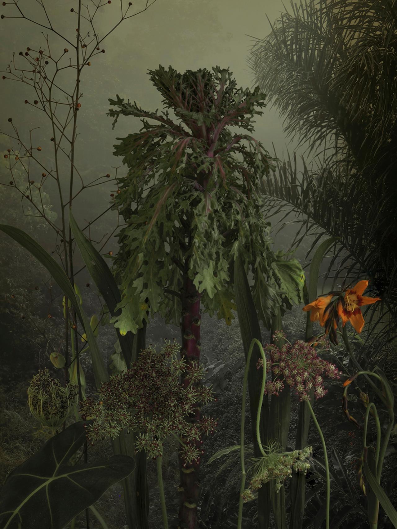Brassica Olerancea